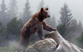 Omeo Suites Big Bear